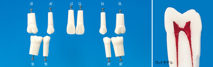 歯内療法実習用模型歯 [A12AN-500]