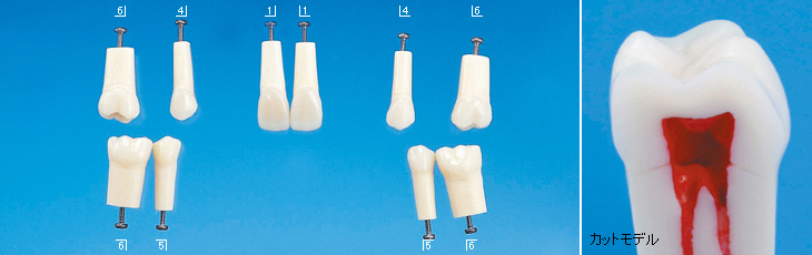 歯内療法実習用模型歯 [A22AN-500]