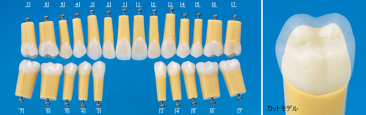 標準実習用2層模型歯 [A20AN-500]