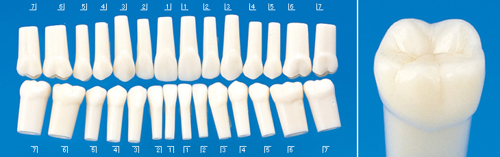 標準実習用模型歯(ネジ受けなし) [A5-500]