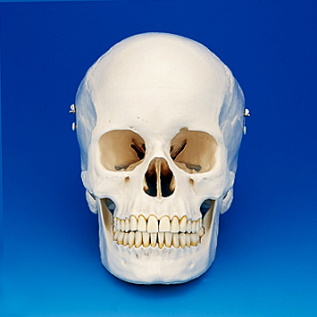 頭蓋骨模型 [ANA1003-T(P10-SB.1)]