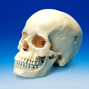 頭蓋骨模型 [ANA1003-T(P10-SB.1)]