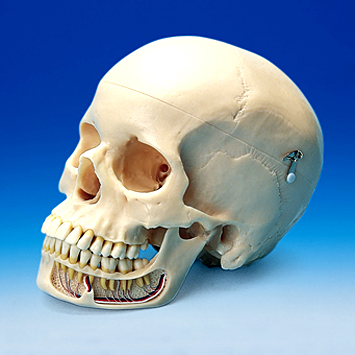 頭蓋骨模型 [ANA1004-T(P10-SB.1A)]