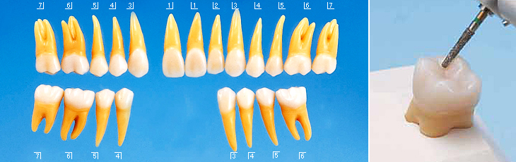 複製根2層模型歯 [B20-500]