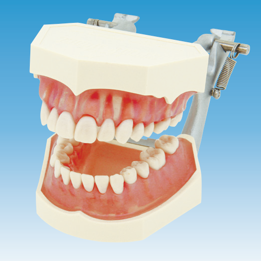 複製歯牙着脱模型 [PE-ANA009(I21D-400C)]