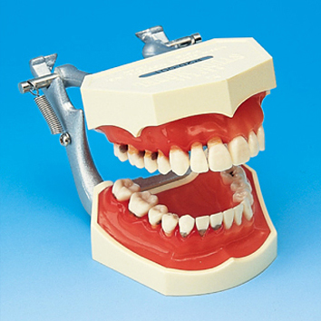 歯周病説明用顎模型 [PE-PER005(P2D-001)]