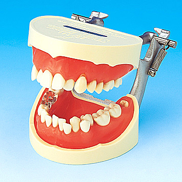 歯磨き指導用顎模型 [PE-STP001(P3D-801)]