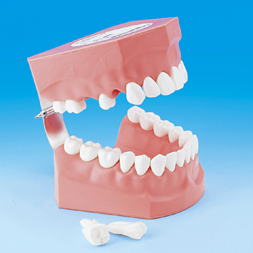 2倍大歯磨き指導用顎模型(永久歯列)[PE-STP002(P3B-705)]