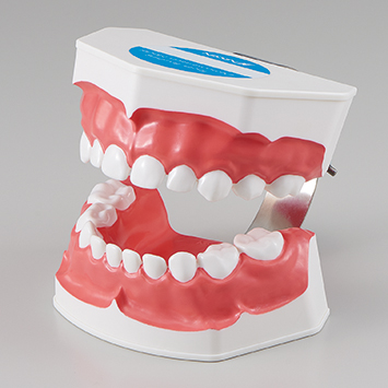 2倍大歯磨き指導用顎模型(乳歯列) [PE-STP020 (P3B-703) ]