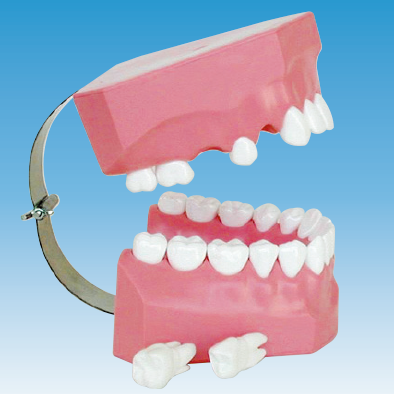 歯の挺出・歯の傾斜について