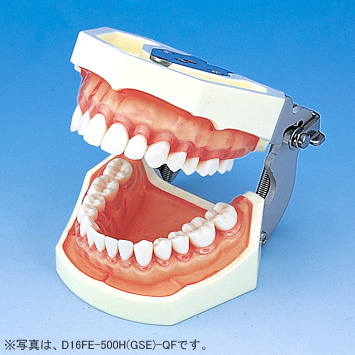 SRP用顎模型 [D16HD-500H(GSE)-MF](咬合器なし)
