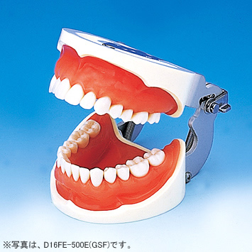 保存修復実習用顎模型 [D16-500E(GSF)](咬合器なし)