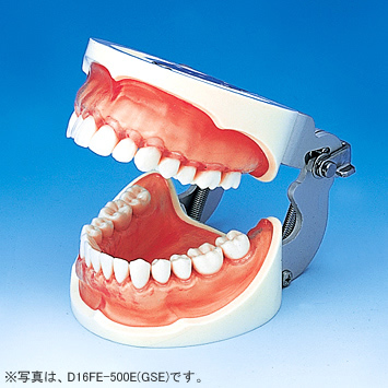 保存修復実習用顎模型 [D16D-500E(GSE)](D咬合器つき)