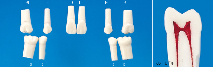 歯内療法用模型歯(ネジ受けなし) [A12-500]