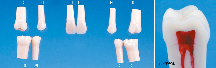 歯内療法用模型歯(ネジ受けなし) [A22-500]