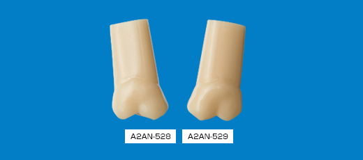 単根模型歯 永久歯 [A2AN-528,529]