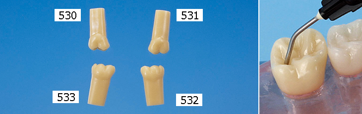 単根模型歯 永久歯[A2AN-530,531,532,533]