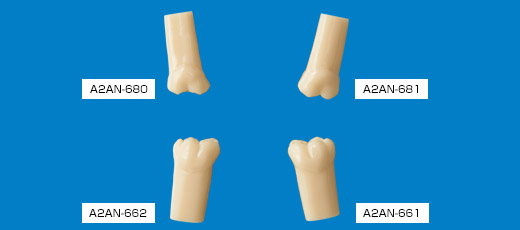 完全萌出模型歯[A2AN-680,681,662,661]