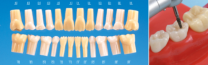 標準実習用模型歯 混合歯列(ネジ受けなし)[A8-407H]