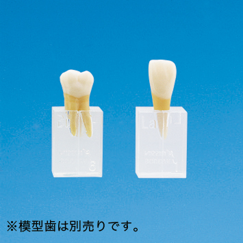 歯型彫刻模型歯 見本ブロック [ANA3006-T-SC(クリア)  ANA3006-T-SG(グレー)]