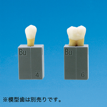 歯型彫刻模型歯 見本ブロック [ANA3006-T-SC(クリア)  ANA3006-T-SG(グレー)]