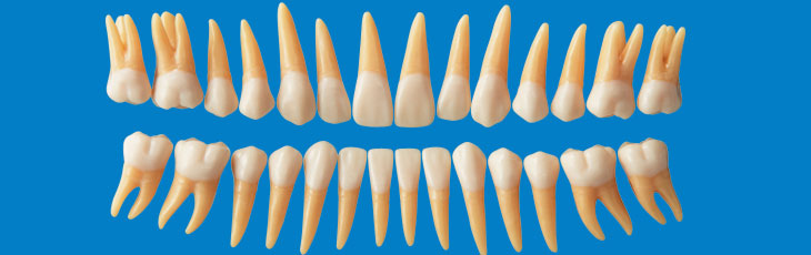 複製根模型歯 [B-ANA3A]