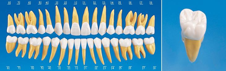 2.5倍大複製根模型歯 [B10-330]
