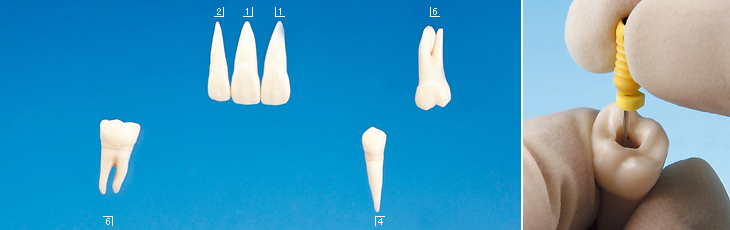 歯内療法実習用複製根模型歯 [B12-500]