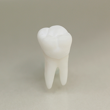 歯内療法トレーニング用模型歯[B12-JEA.1-#26]