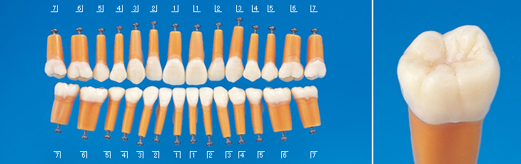 解剖学的模型歯 [B1AN-004]