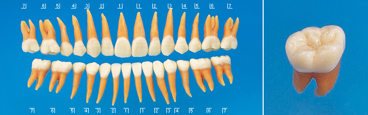 複製根模型歯 [B2-306]