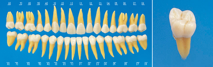 複製根模型歯[B3-305]