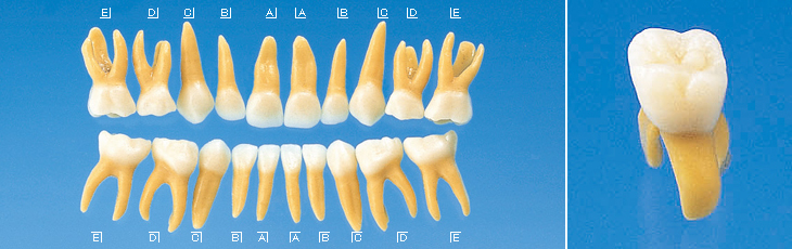 複製根乳歯模型歯 [B4-309B]