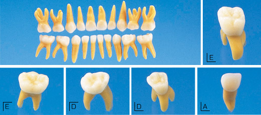 複製根模型歯乳歯[B4-309]