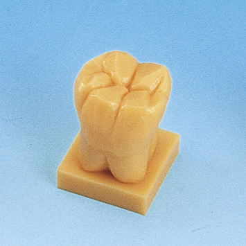 歯型彫刻ステップ学習用模型 [C11-TU.1]