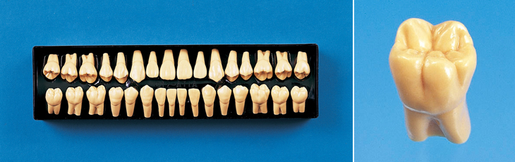 2倍大模型歯[C12-AT.1A]
