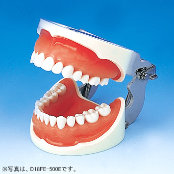 保存修復実習用顎模型 [D18-500E(GUB)](咬合器なし)