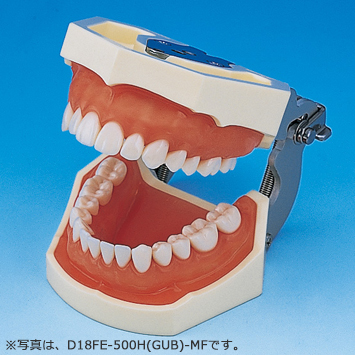 SRP用顎模型 [D18HD-500H(GUB)-MF](咬合器なし)