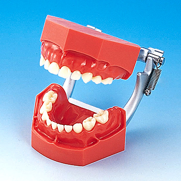小児歯科実習用顎模型 [D5D-407C]