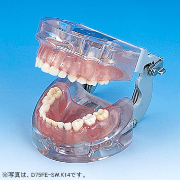 小児歯科用顎模型 [D75HD-SW.K.14](咬合器なし)