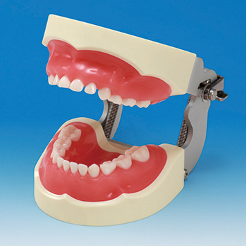 小児歯科実習用顎模型 [D75FE-950]