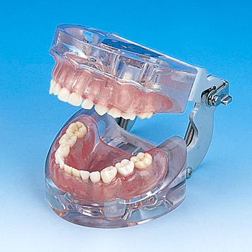 小児歯科用顎模型 [D75FE-SW.K.14](FE咬合器つき)