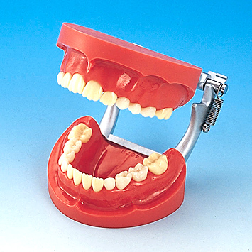 小児歯科実習用顎模型 [D7D-407H](D咬合器つき)