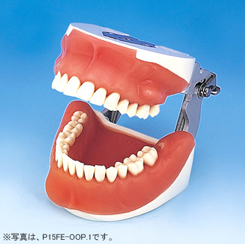 口腔外科用顎模型 [P15-OOP.1](咬合器なし)
