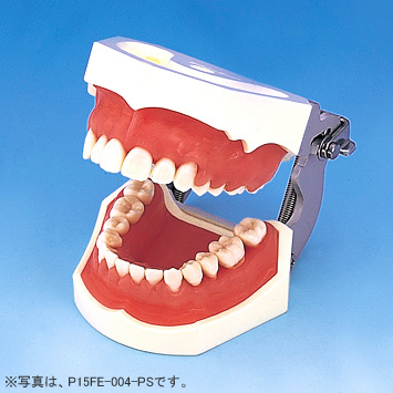 歯周外科実習用顎模型 [P15D-004-PS](D咬合器つき)