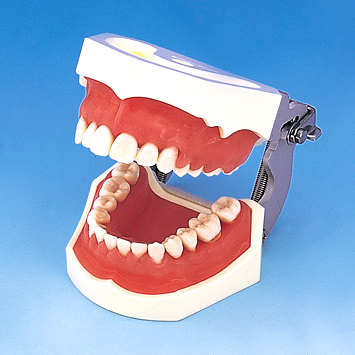 歯周外科実習用顎模型 [P15FE-004-PS](FE咬合器つき)