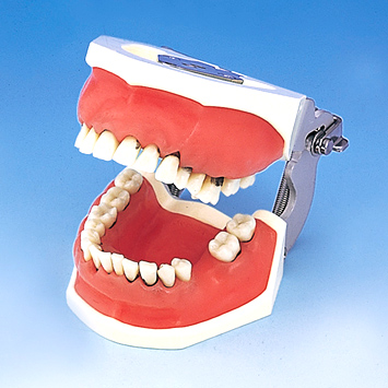 歯周外科実習用顎模型 [P15FE-901C](FE咬合器つき)