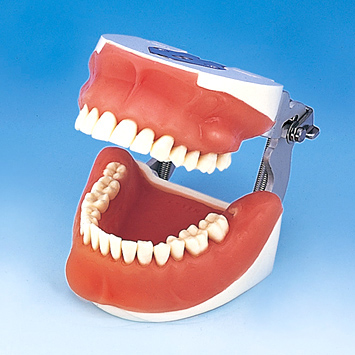 口腔外科実習用顎模型 [P15FE-OOP.1](FE咬合器つき)