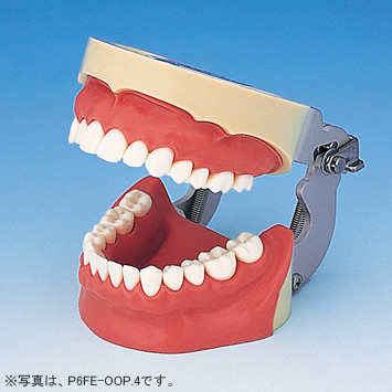 浸潤麻酔実習用顎模型 [P6-OOP.4](咬合器なし)
