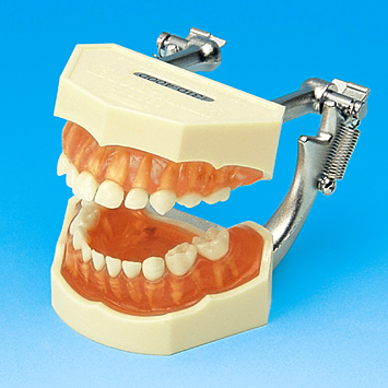 複製模型歯着脱顎模型(乳歯列) [PE-ANA003(I31D-400D)]